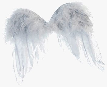 What is an Angel Investor?